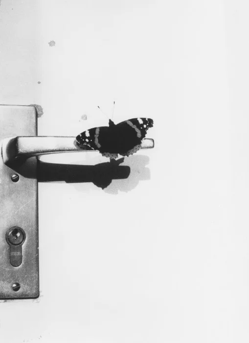 Flora Incognita — Jochen Lempert