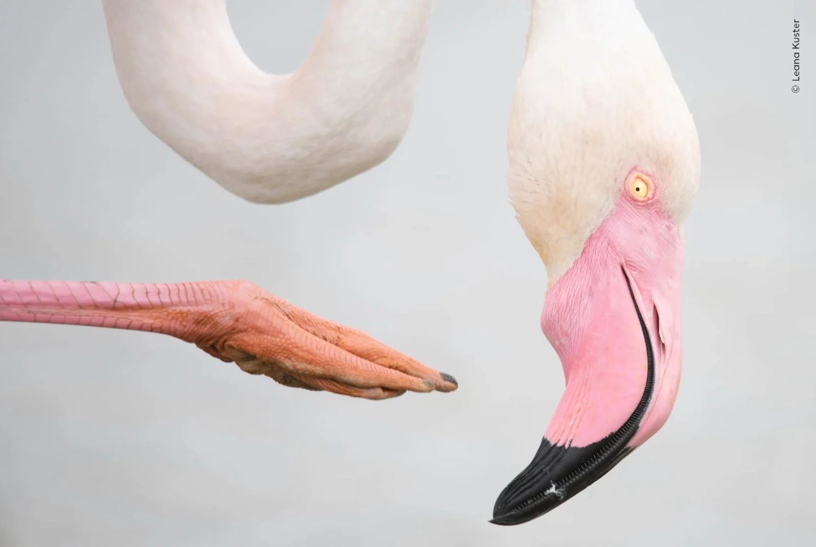 Wildlife Photographer of the Year 62