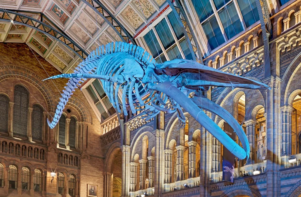 Natural History Museum London